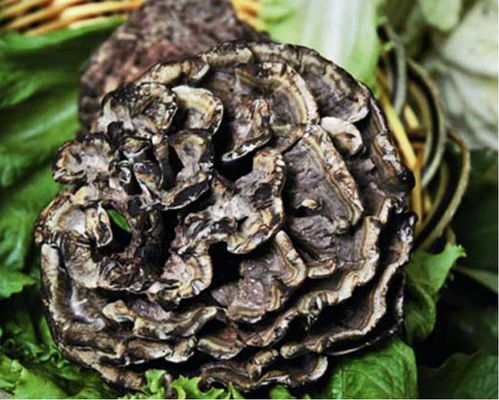 干巴菌：云南珍馐之选