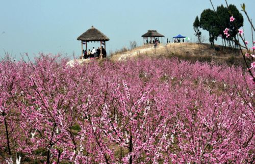 惯与桃花岛的那些事儿