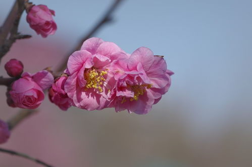 哪个生肖男一生桃花运最佳？十二生肖中桃花运最好的是哪个？