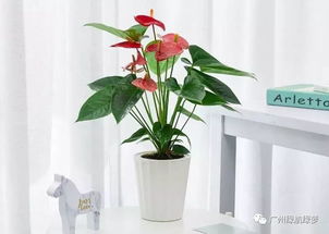 老板办公室大盆绿植风水摆放有什么讲究？
