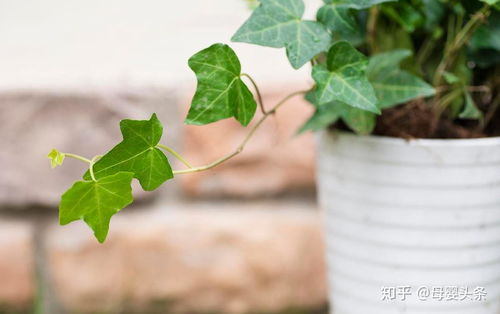 家中不宜种哪些植物?