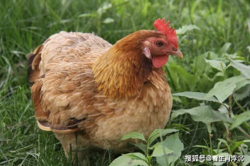 2018年属鸡的生肖号码是多少，这个年份的鸡生肖有什么特殊含义？
