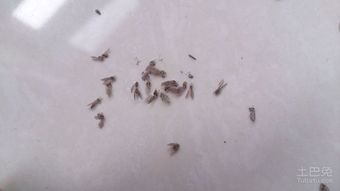 小飞虫是什么风水属性,小飞虫是什么风水