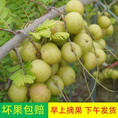 孕妇梦见黄果子是什么预兆？预示着什么特殊含义？