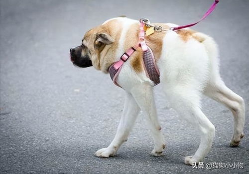 狗猪配？简直是灾难现场！