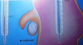 太极失衡与五行缺损