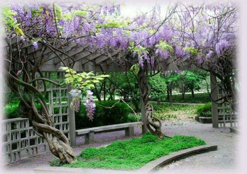 花园不适合种的花,花园不Neng种什么果树风水