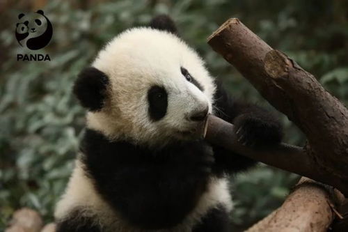军人专属限时优惠：（偷偷告诉你！）