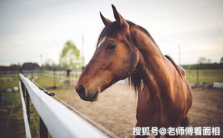 属马人的犯月究竟是在哪个月份呢？