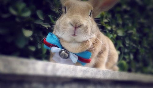 属兔的人：温柔陷阱还是意外惊喜？