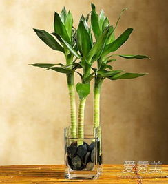 4. 净化空气、  改善周围