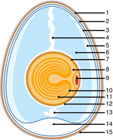 四、终极秘籍：用生肖 + 星座 + 宝石 + 风水打造个人命运加速器！