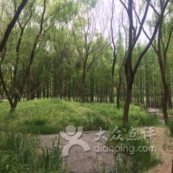 昆山森林公园：一场乱七八糟的天然狂欢