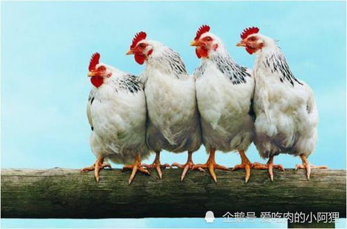 属鸡属虎的婚姻配对案例分析具体案例分析是什么？