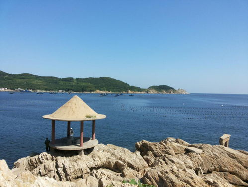 六、  蓬莱海洋世界：海洋生物的奇幻世界