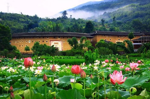 永定土楼：那些年我们踩过的门票坑！2026年黄历警告