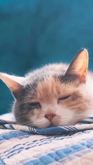 2. 命理碎片：猫咪和双鱼座