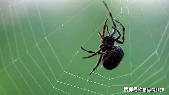 三、风水视角：蛛丝与家运的千丝万缕联系（随意乱写）