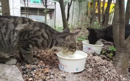 流浪猫的风水日记作文,流浪猫的风水日记