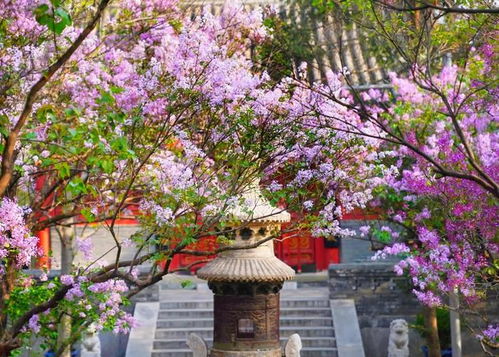 莲花山的惊喜：不仅仅是莲花