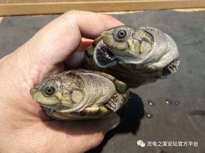 寝室养乌龟可yi吗,宿舍养龟注意事项