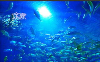 青岛极地海洋世界的精彩体验