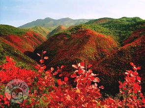 第四天：阿尔山市区，体验当地民俗文化！