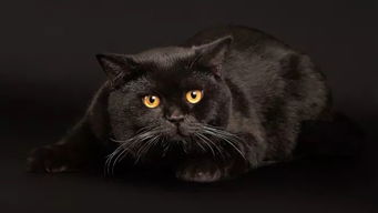 黑猫：2026年你的财运黑马