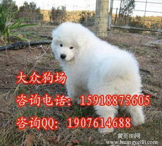 白色萨摩耶公狗起什么名字好，有没有什么建议？