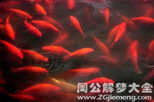周公解梦中梦见红鲤鱼究竟代表着什么含义？
