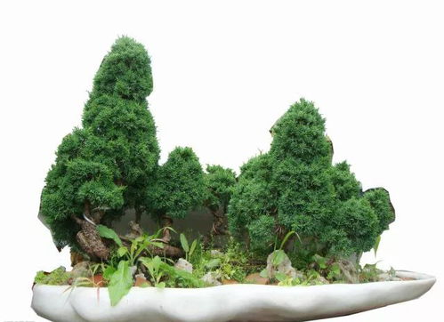 松柏树：双木成宁，  护宅旺族