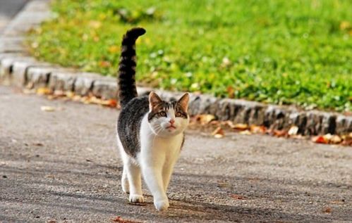 红色的尾巴与离火之运