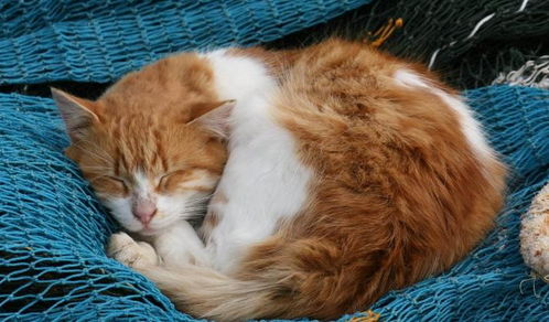 孤魂现形（我家猫咪）