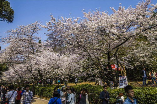 第三天：樱花盛放与峡谷探险