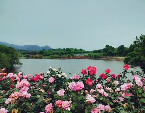 襄阳玫瑰园：一个让你哭爹喊娘又欲罢不能的魔幻地狱