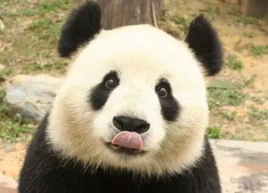 熊猫馆：简直是人间炼狱