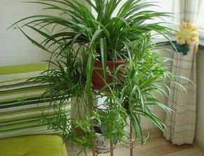 水培与土培的风水玄机