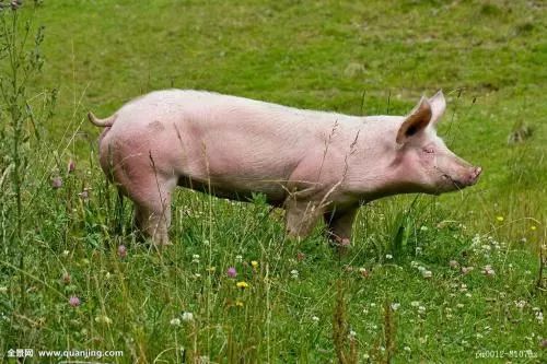 2026年属猪的人，4月天德日搬家，这是否意味着转运的开始呢？