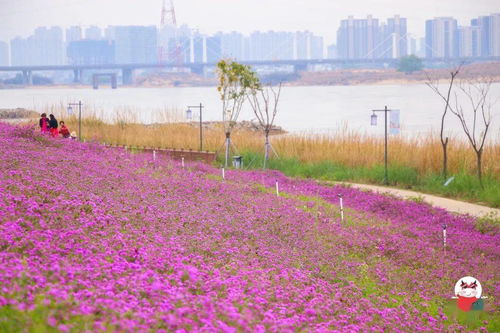 除了油菜花，还有啥？