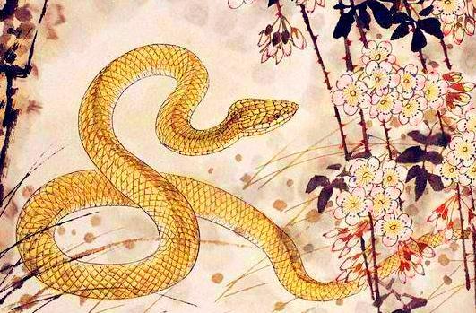 2026年属蛇人的桃花运如何，桃花运势会有哪些变化？