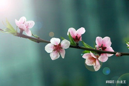 八字中桃花和红鸾有何区别？它们是否都属于桃花？