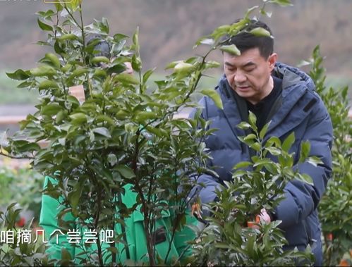 命格无是啥意思？命格屋上土具体含义是什么？