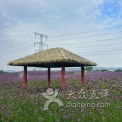 交通攻略：挤成沙丁鱼还是悠闲赏花？全看你会不会抄近道