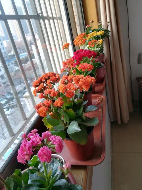 厨房里的花妖精