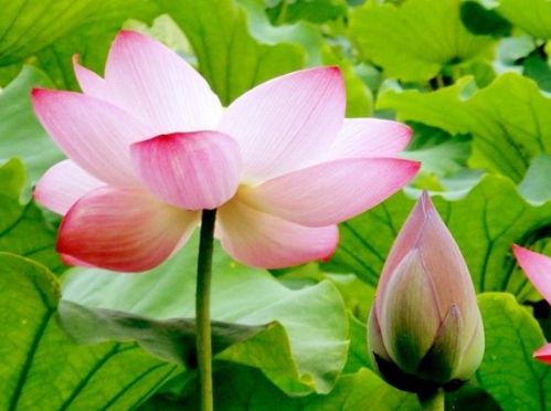 三天后四大生肖会否桃花盛开，财运亨通，生活无忧呢？