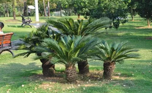 从风水的角度院子里种什么树好,风水庭院种什么好树