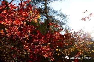 鹞落坪四季乱七八糟的“蕞佳”时节