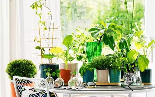 第三招：植物净化——绿植护家