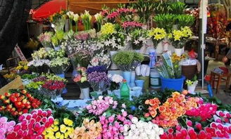 三、探秘花鸟市场的独特魅力