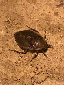 金龟下河风水,金龟潜水地的风水好处是什么